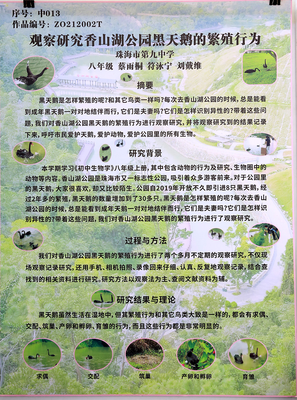 观察研究香山湖公园黑天鹅的繁殖行为